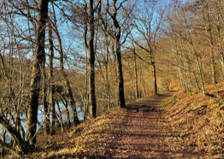 Chemin forestier tapissé de feuilles d'automne
