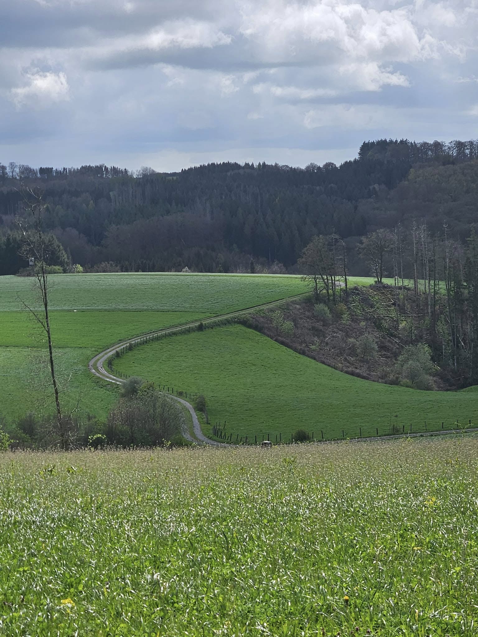Collines verdoyantes et haies