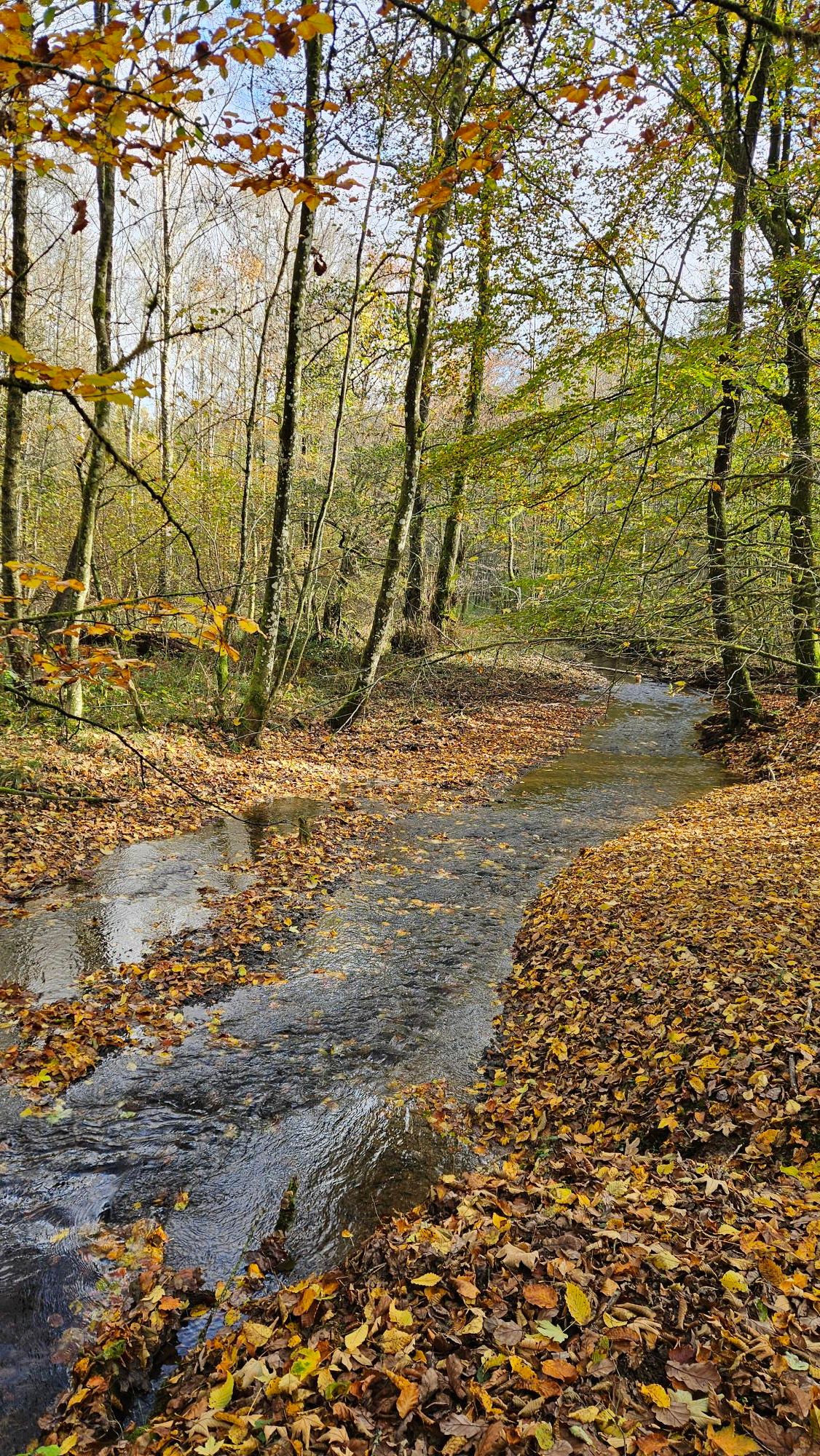 Ruisseau traversant un sous-bois